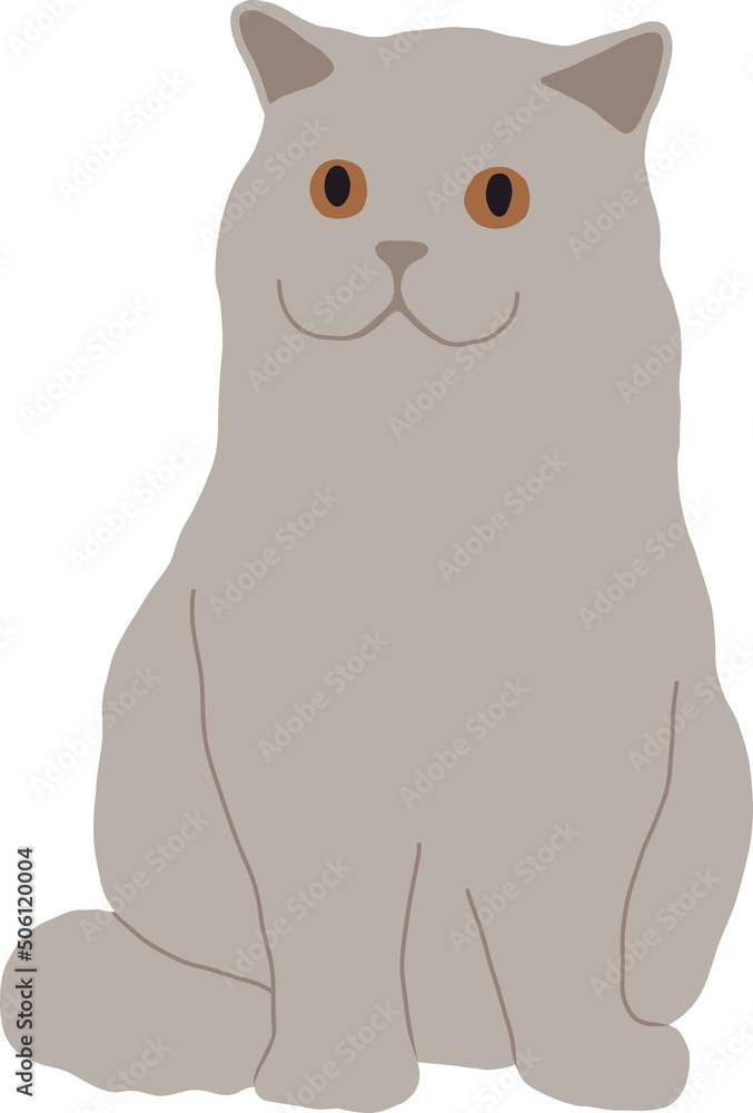 Obraz premium Gray British cat with straight ears sits upright