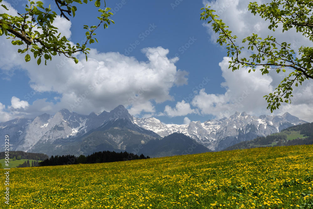 rural landscape with a flowering field against the backdrop of snowy mountains, Austria, Alps
