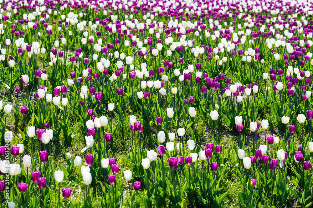 Spring blooming white and pink tulip field. Spring blooming white and pink tulip field.