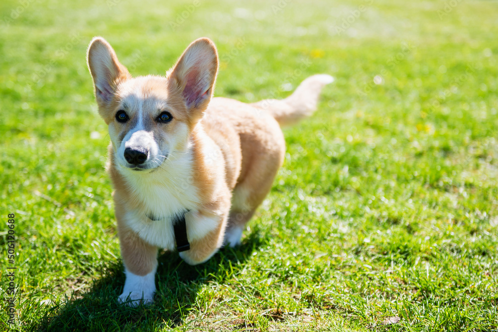 Corgi puppy walks on a green lawn on a sunny day. Corgi puppy walks on a green lawn on a sunny day.
