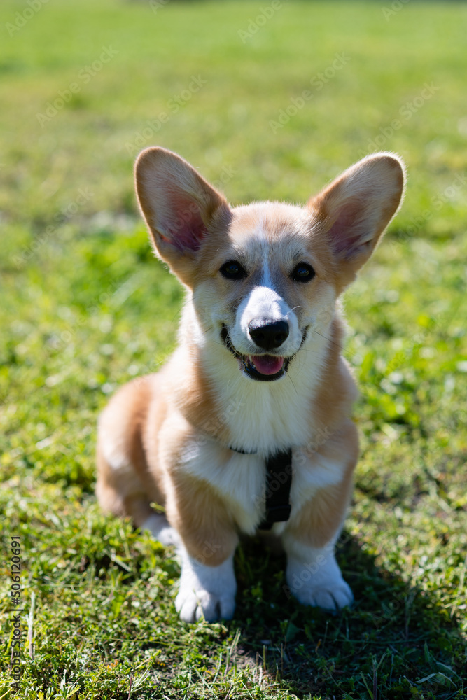Corgi puppy sits on a green lawn on a sunny day. Corgi puppy sits on a green lawn on a sunny day.