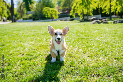 Corgi puppy sits on a green lawn on a sunny day.