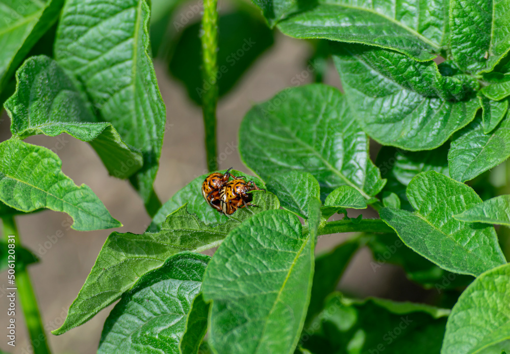 The Colorado potato beetle eats young potato leaves. Pests destroy crops in the field. Parasites in the wild and agriculture.A series of close-up shots. The Colorado potato beetle eats young potato leaves. Pests destroy crops in the field. Parasites in the wild and agriculture.A series of close-up shots.
