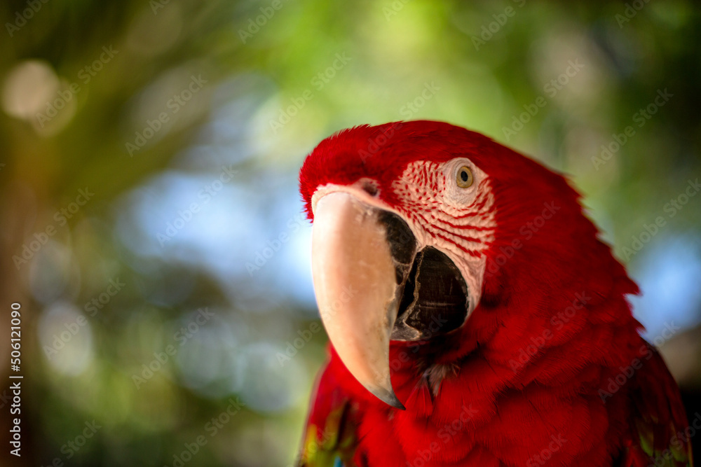 close up red macaw with bokeh background