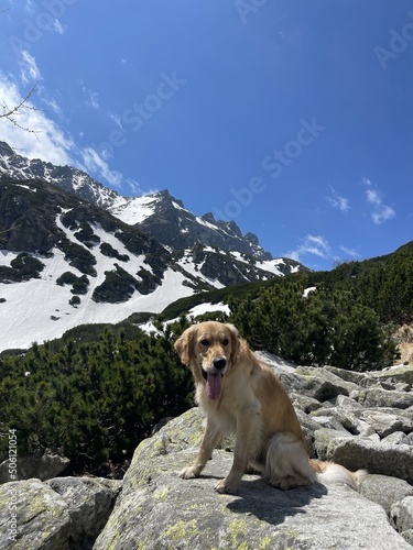 golden retriever dog in the mountains