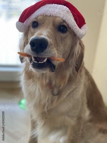 dog wearing santa hat with dogtreat photo