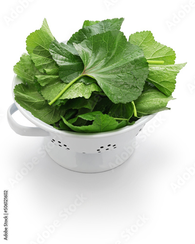 Bilde på lerret mallow leaves, Moroccan mallow salad ingredient