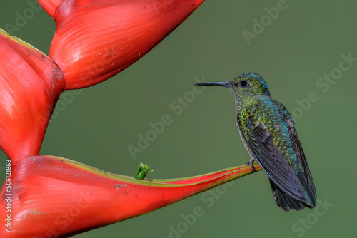 Blue-vented Hummingbird - Saucerottia hoffmanni, beautiful colored hummingbird from Central America forests and gardens, Costa Rica. photo