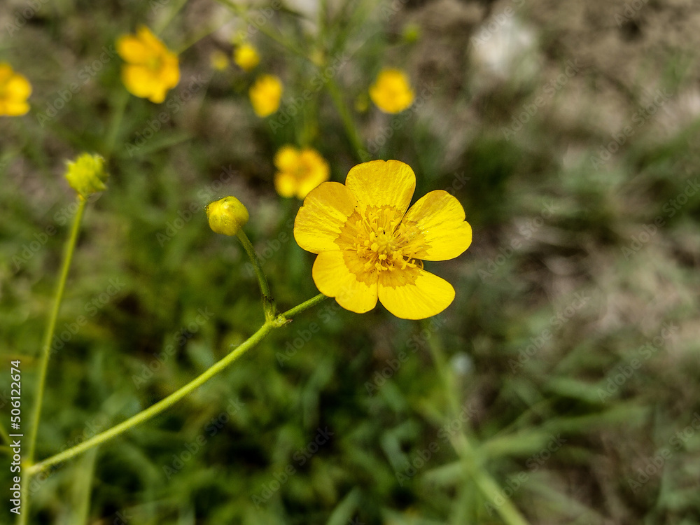 Meadow Buttercup (Ranunculus acris) flower in Romania Meadow Buttercup (Ranunculus acris) flower in Romania