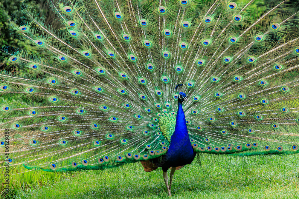 Obraz premium Peafowl showing his beaitful feathers in a green garden