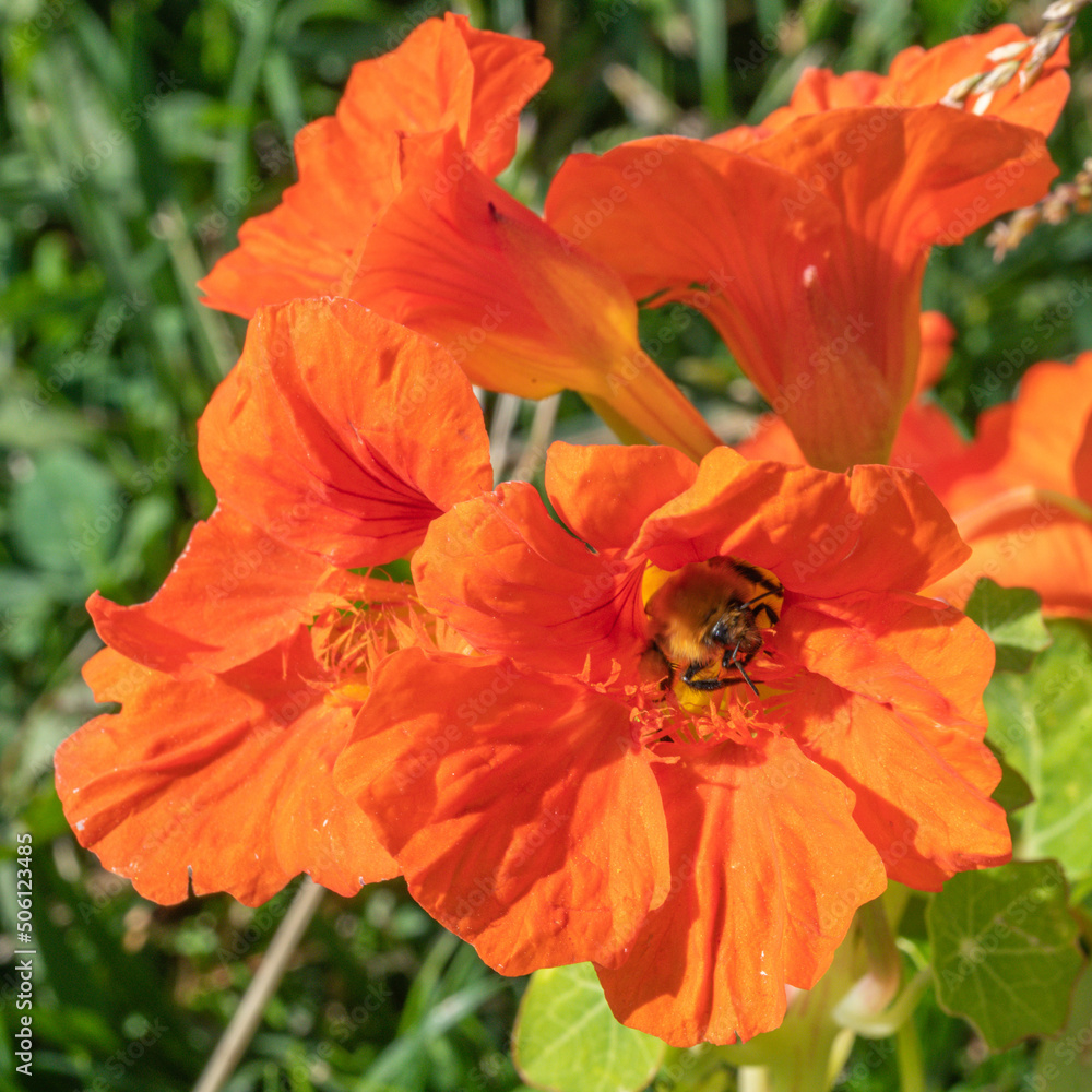 Abeille butinant une fleur dans la nature sauvage Abeille butinant une fleur dans la nature sauvage