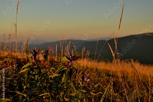 Fototapeta Naklejka Na Ścianę i Meble -  Połoninowa roślinność