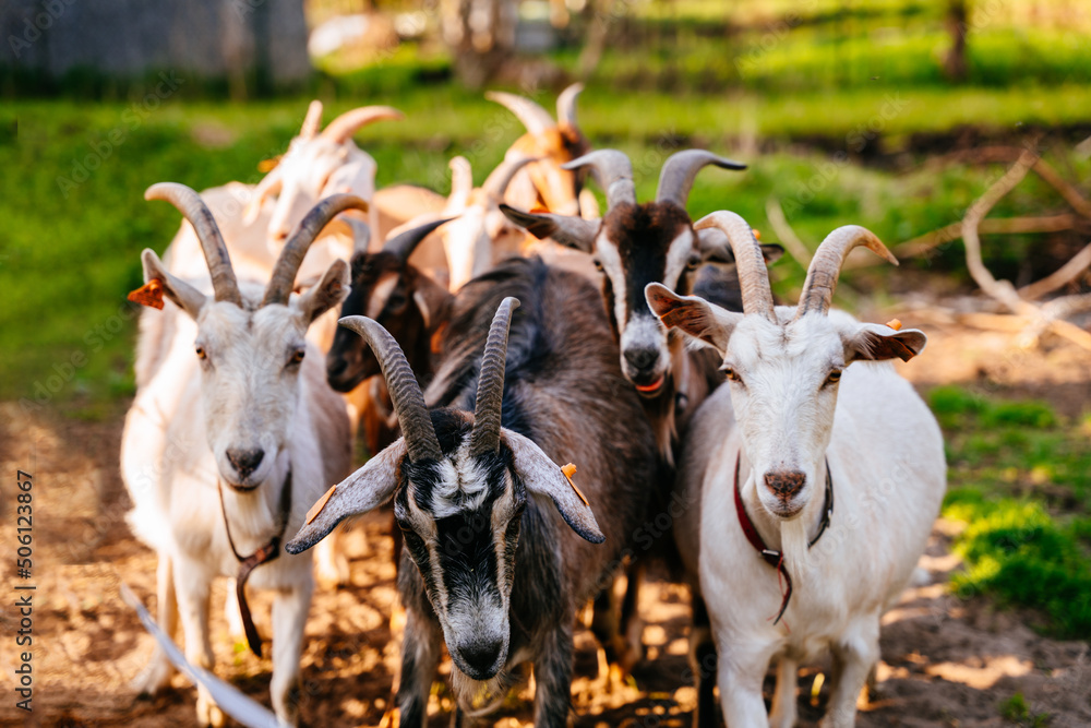 Goat grazes on flammable grass, brush and shrubs to reduce the risk of brush fire. Eco-friendly goats can get into hard-to-reach areas like hills, narrow canyons and gullies that mowers can't reach Goat grazes on flammable grass, brush and shrubs to reduce the risk of brush fire. Eco-friendly goats can get into hard-to-reach areas like hills, narrow canyons and gullies that mowers can't reach