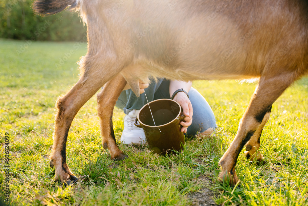 Teenager girl hands milking a goat in the meadow in natural eco farm. Animal care livestock ecological farming concept. Sunset sunlight.. Sun glare effect. - obrazy, fototapety, plakaty 