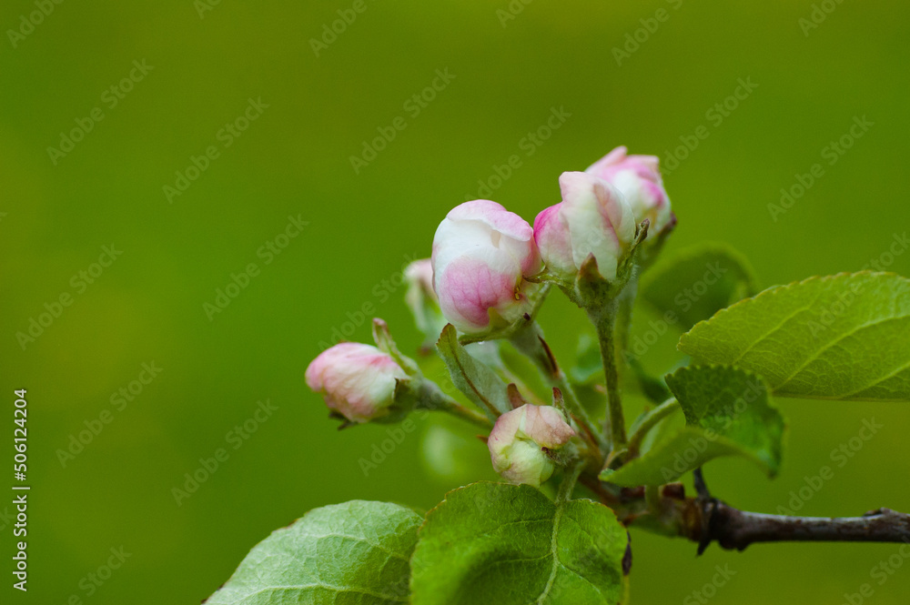 white flowers,in the photo white flowers of a flowering tree in spring white flowers,in the photo white flowers of a flowering tree in spring