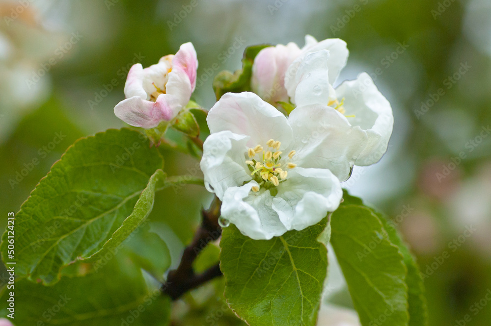 white flowers,in the photo white flowers of a flowering tree in spring white flowers,in the photo white flowers of a flowering tree in spring