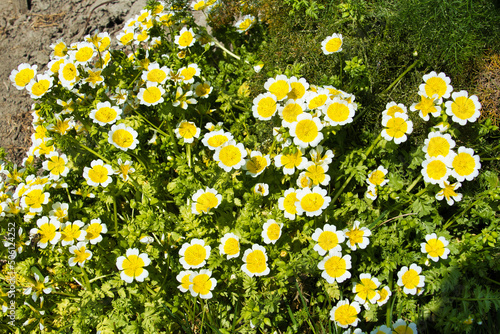 The white and yellow flowers of Douglas' meadowfoam or poached egg plant (Limnanthes douglasii)
 photo