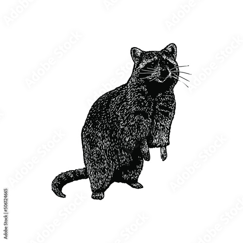 raccoon illustration isolated on background	