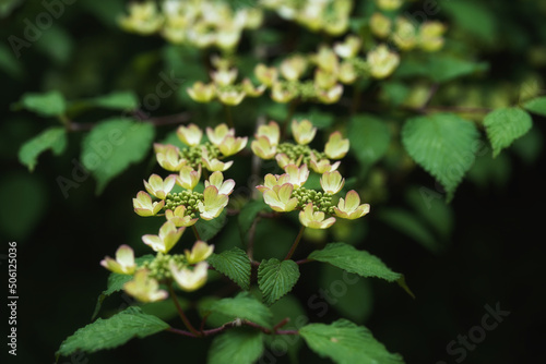 Viburnum, flowering branch, leaves and flowers, close-up, bokeh,