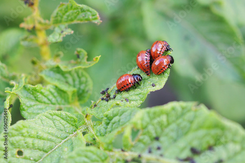 Larvae of the Colorado potato beetle eat a potato leaf. Closeup. An illustration on the theme of protecting this agricultural plant from bugs. Farm and gardening. Macro