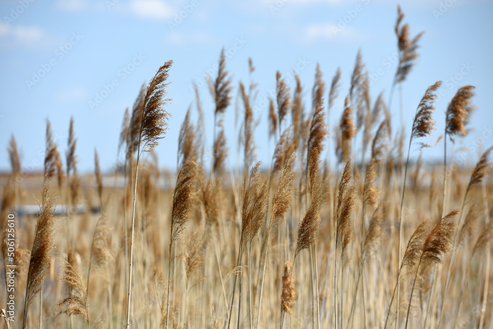 Schilfgürtel bei Rust am Neusiedler See im Burgenland, Österreich - Reed belt near Rust on Lake Neusiedl in Burgenland, Austria Schilfgürtel bei Rust am Neusiedler See im Burgenland, Österreich - Reed belt near Rust on Lake Neusiedl in Burgenland, Austria