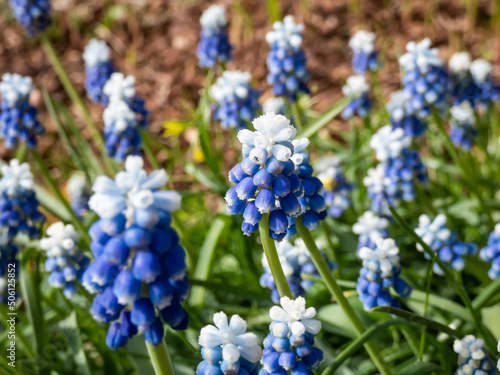 Close-up shot of bicolor grape hyacinth Muscari aucheri 'Mount Hood' features pretty, grape-like clusters of rounded blue flowers with white tips, crowned with white florets in spring photo