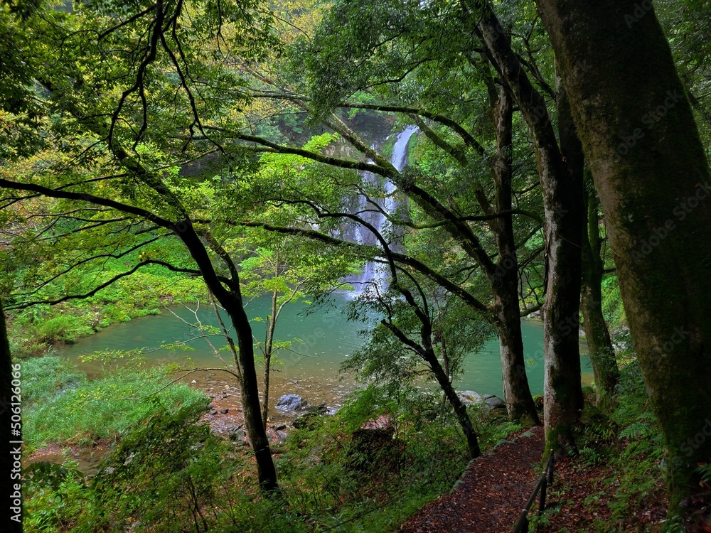 Fototapeta premium morning in the woods