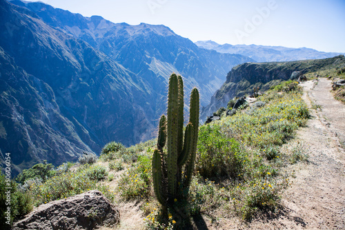 View of Colca Canyon in Peru. It is one of the deepest canyons in the world. Beautiful nature in latin America.