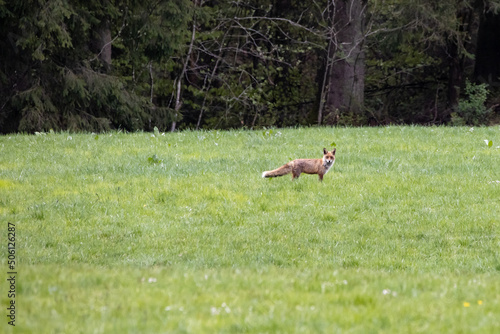 Young redfox on a green field in the forest