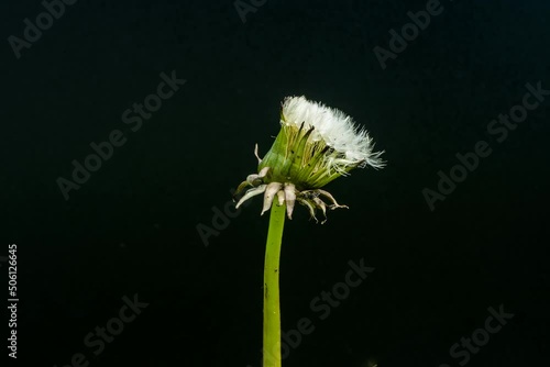 Zeitraffer timelapse einer aufgehenden Pusteblume von Löwenzahn auf schwarzem Hintergrund photo