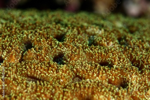 close up of corals and other marine life in the red sea egypt