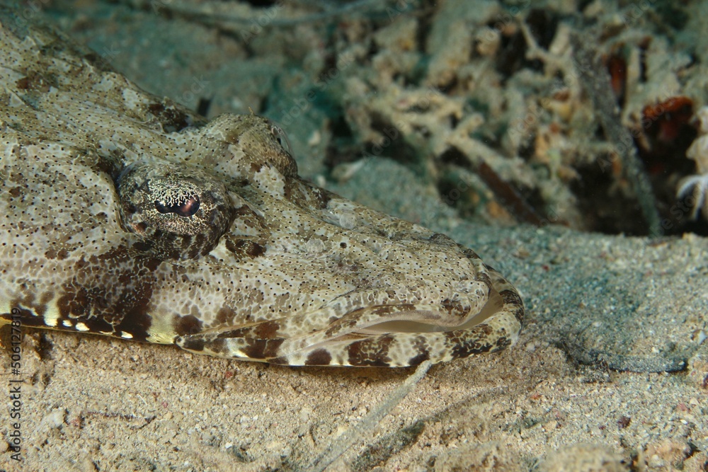 Crocodile Flathead (Cociella crocodilus) in the Red Sea Egypt close up Crocodile Flathead (Cociella crocodilus) in the Red Sea Egypt close up