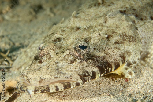 Crocodile Flathead  Cociella crocodilus  in the Red Sea Egypt close up