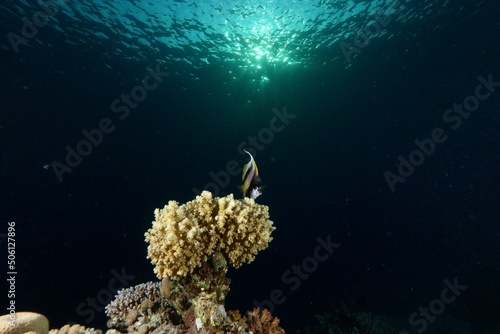 Bannerfish on coral with blue water and sun with reflections in the Red Sea Egypt 