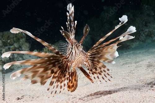 front view of an lionfisch in aggressive stance Red Sea Egypt 