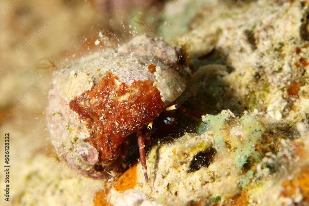 hermit crab on a reef in the Red Sea egypt hermit crab on a reef in the Red Sea egypt