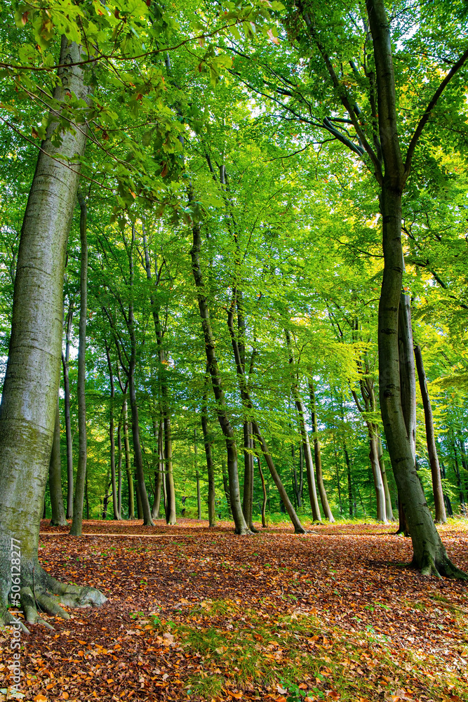 Magnificent shady park Magnificent shady park