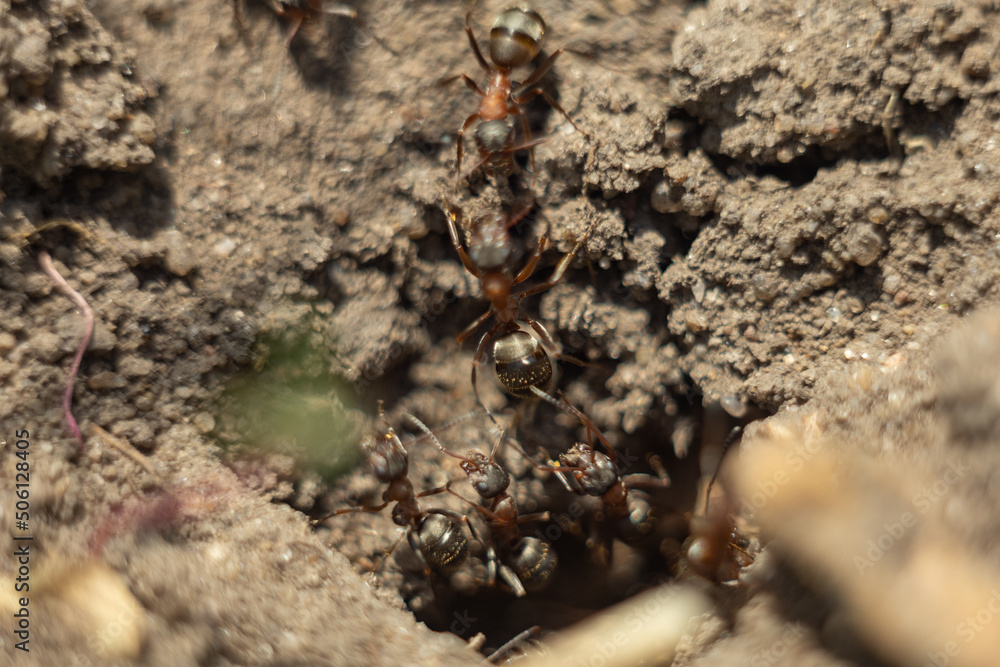 Ants close-up. Ants family. Little black ants are at work. Ants with prey at the entrance to the termite mound.