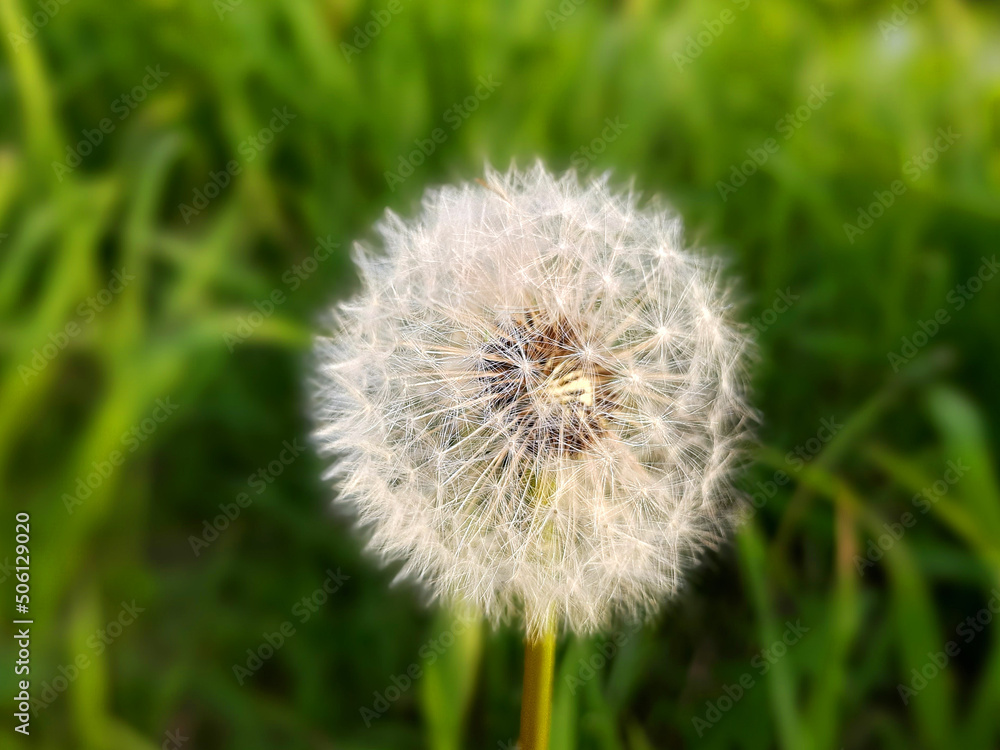 Beautiful white dandelion in the green bright grass in the meadow Beautiful white dandelion in the green bright grass in the meadow