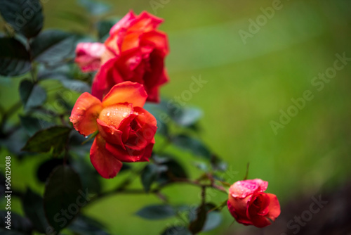 red rose in garden © Lissan