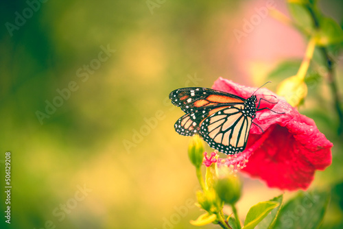 butterfly on a flower © Lissan