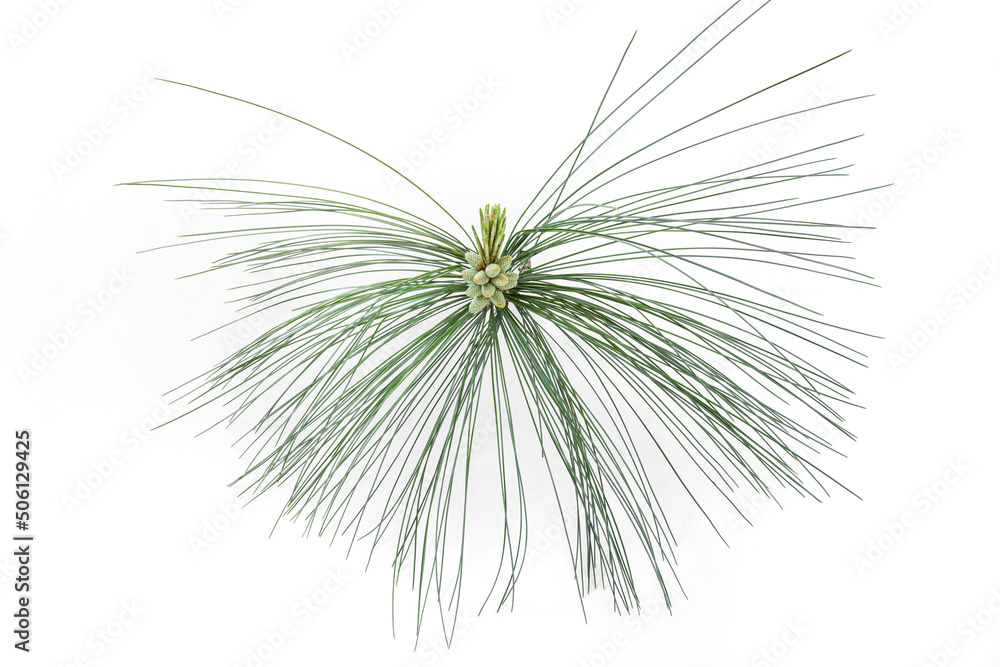 Fototapeta premium Pine branch with flowers containing pollen