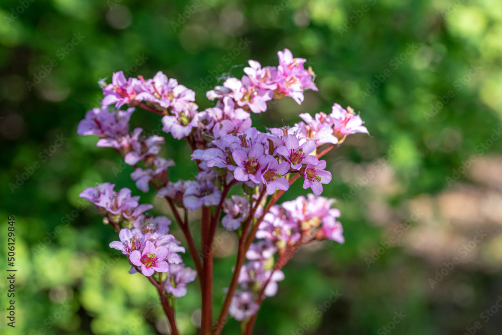 the spring Bergenia flower (elephant-eared saxifrage, elephant's ears) the spring Bergenia flower (elephant-eared saxifrage, elephant's ears)