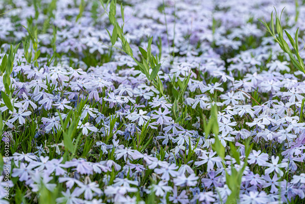 The Phlox subulata (creeping phlox, moss phlox, moss pink, mountain phlox) The Phlox subulata (creeping phlox, moss phlox, moss pink, mountain phlox)