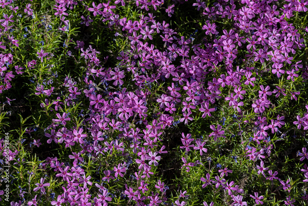 The Phlox subulata (creeping phlox, moss phlox, moss pink, mountain phlox) The Phlox subulata (creeping phlox, moss phlox, moss pink, mountain phlox)