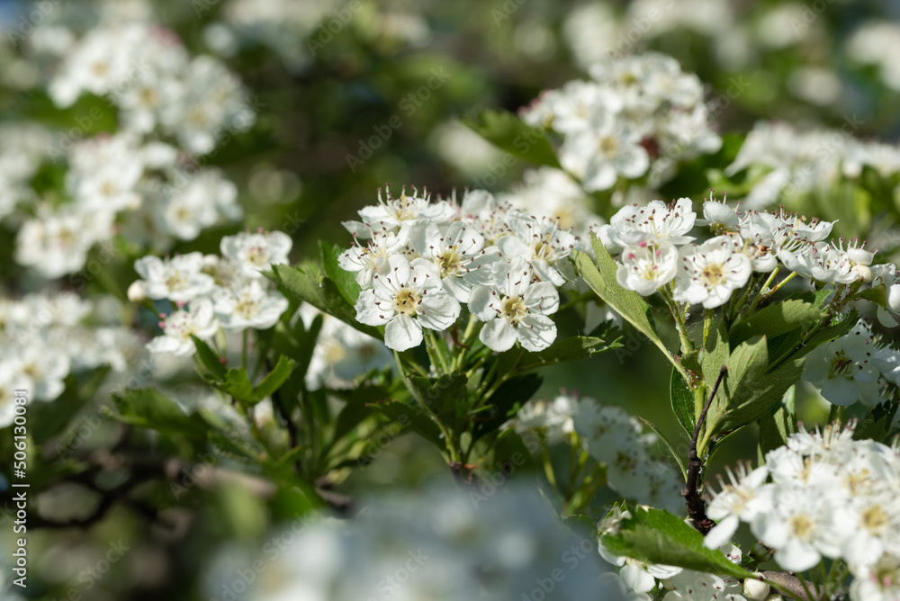white Crataegus flowers (hawthorn, quickthorn, thornapple, May-tree, whitethorn, Mayflower, hawberry) white Crataegus flowers (hawthorn, quickthorn, thornapple, May-tree, whitethorn, Mayflower, hawberry)