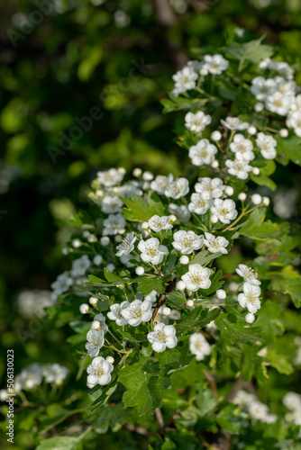 white Crataegus flowers (hawthorn, quickthorn, thornapple, May-tree, whitethorn, Mayflower, hawberry)