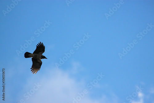 a raven on the background of a blue sky flies with its wings spread wide