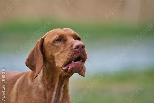 hund  vizsla  tier  haustier  welpe  braun  canino  fingerzeig  h  bsch 