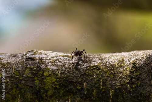ants are hardworking little animals © katee87